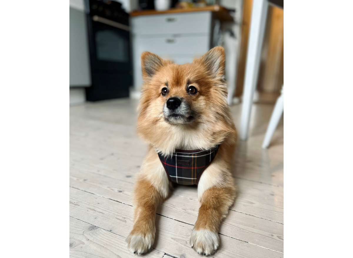 hundförsäkring bäst i test