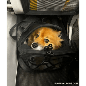 Bästa flygväska hund