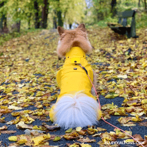 bästa regntäcke hund