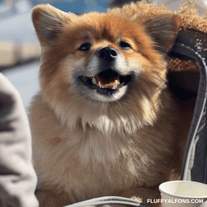 fluffyalfons hundförsäkring
