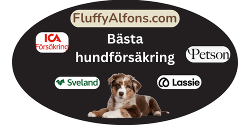 Bästa hundförsäkring