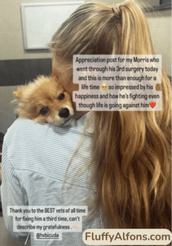 Veterinärkostnader