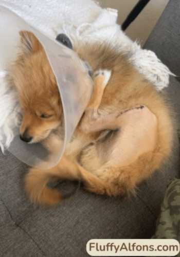 hund operarad knä